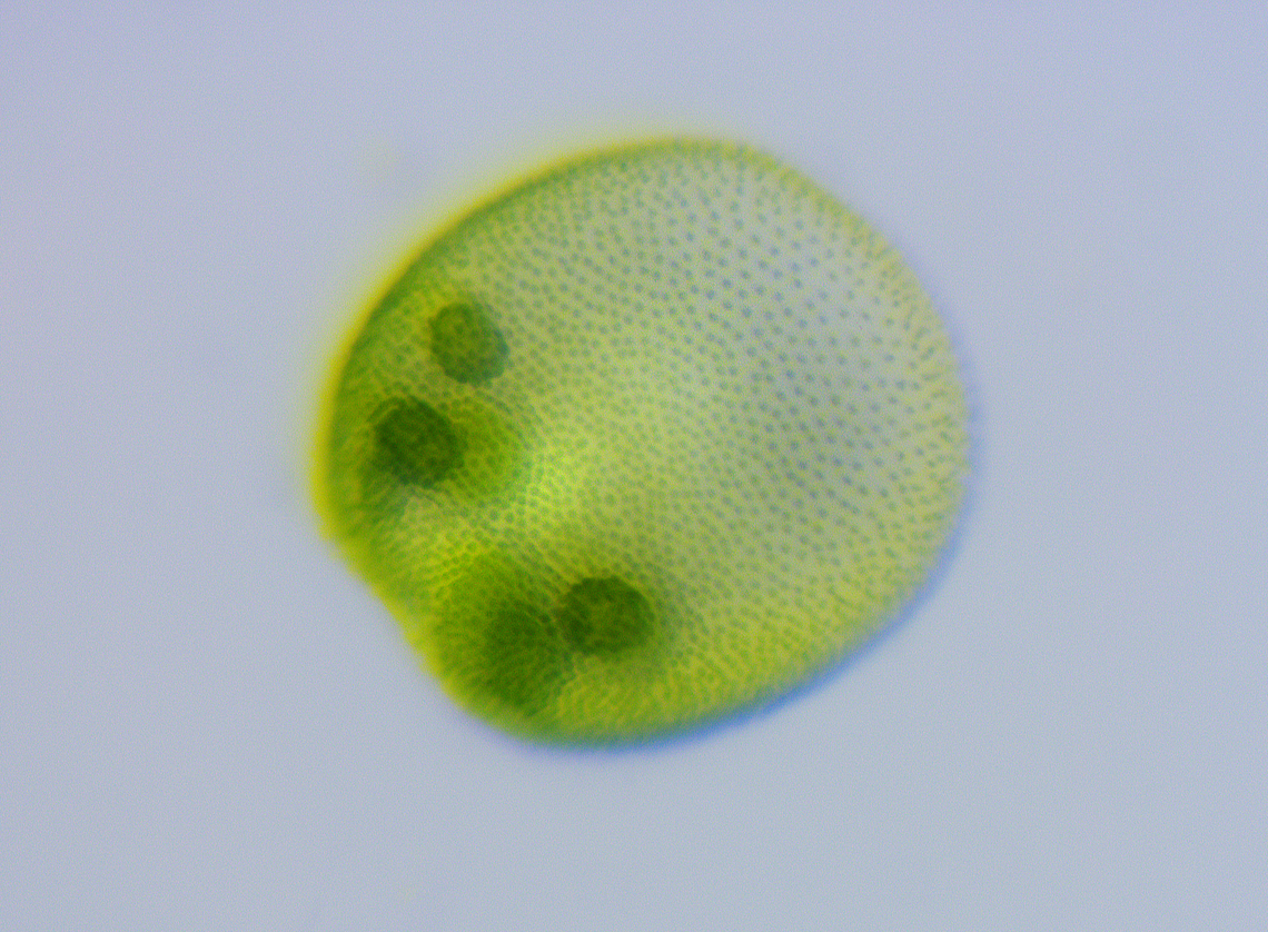 Volvox - Volvox globator Volvox are so amazing. They are a type of green algae that forms hollow, spherical colonies of up to 50,000 cells ( zooids)! Somehow, all of these individuals are able to work together. Each cell has an eyespot and two flagella, and mysteriously coordinate so that the Volvox moves in one direction - generally towards light. They are constantly moving (I'll try to get a video today) and respond to any changes in light by turning quickly to chase the light because they are photosynthetic. Sounds simple, but coordinating this movement requires some cells to shut off their flagella, while other cells activate theirs, thus causing the Volvox to turn toward the light. Plus, they position the cells with the most sensitive eyespots closest to the light. And, they apparently manage this complex biochemical cell-to-cell communication without a brain or even a single nerve cell.<br />
<br />
*Photo taken with a microscope with samples that I took from cell culture<br />
<br />
Videos:<br />
<section class="video"><iframe width="448" height="252" src="https://player.vimeo.com/video/883541836?title=0&byline=0&portrait=0" frameborder="0"></iframe></section><br />
<section class="video"><iframe width="448" height="252" src="https://player.vimeo.com/video/883542253?title=0&byline=0&portrait=0" frameborder="0"></iframe></section> Geotagged,United States,Volvox,Volvox globator,algae