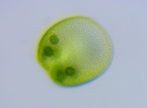 Volvox - Volvox globator Volvox are so amazing. They are a type of green algae that forms hollow, spherical colonies of up to 50,000 cells ( zooids)! Somehow, all of these individuals are able to work together. Each cell has an eyespot and two flagella, and mysteriously coordinate so that the Volvox moves in one direction - generally towards light. They are constantly moving (I'll try to get a video today) and respond to any changes in light by turning quickly to chase the light because they are photosynthetic. Sounds simple, but coordinating this movement requires some cells to shut off their flagella, while other cells activate theirs, thus causing the Volvox to turn toward the light. Plus, they position the cells with the most sensitive eyespots closest to the light. And, they apparently manage this complex biochemical cell-to-cell communication without a brain or even a single nerve cell.
*Photo taken with a microscope with samples that I took from cell culture
Videos:
https://vimeo.com/883541836
https://vimeo.com/883542253 Geotagged,United States,Volvox,Volvox globator,algae