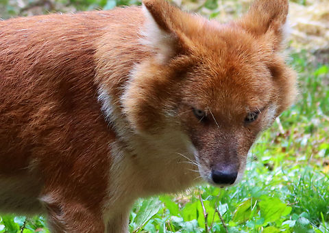 Dhole - Cuon alpinus I'm not sure what to make of this facial expression, but it didn't seem happy.
*Captive animals at The Bronx Zoo
https://www.jungledragon.com/image/155210/dhole_-_cuon_alpinus.html
https://www.jungledragon.com/image/155207/dhole_-_cuon_alpinus.html
https://www.jungledragon.com/image/155206/dhole_-_cuon_alpinus.html Cuon alpinus,Dhole,Fall,Geotagged,United States