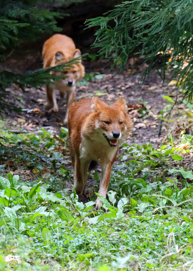 Dhole - Cuon alpinus My Mom has a dog that was rescued from Dead Dog Beach in Puerto Rico and it looks so similar to a dhole.<br />
<br />
*Captive animals at The Bronx Zoo<br />
<figure class="photo"><a href="https://www.jungledragon.com/image/155210/dhole_-_cuon_alpinus.html" title="Dhole - Cuon alpinus"><img src="https://s3.amazonaws.com/media.jungledragon.com/images/3232/155210_thumb.jpg?AWSAccessKeyId=05GMT0V3GWVNE7GGM1R2&Expires=1759968010&Signature=uknAdaU58guG2nFVI1vqvxu4M%2Fc%3D" width="200" height="154" alt="Dhole - Cuon alpinus These dogs were in constant motion, running around the edges of their enclosure.<br />
<br />
*Captive animals at The Bronx Zoo<br />
https://www.jungledragon.com/image/155210/dhole_-_cuon_alpinus.html<br />
https://www.jungledragon.com/image/155207/dhole_-_cuon_alpinus.html<br />
https://www.jungledragon.com/image/155206/dhole_-_cuon_alpinus.html Cuon,Cuon alpinus,Dhole,Fall,Geotagged,United States,bronx zoo,captive animal" /></a></figure><br />
<figure class="photo"><a href="https://www.jungledragon.com/image/155207/dhole_-_cuon_alpinus.html" title="Dhole - Cuon alpinus"><img src="https://s3.amazonaws.com/media.jungledragon.com/images/3232/155207_thumb.jpg?AWSAccessKeyId=05GMT0V3GWVNE7GGM1R2&Expires=1759968010&Signature=%2FjuQsNE%2B4G6IydCJAhcDQ%2Ft7JVU%3D" width="108" height="152" alt="Dhole - Cuon alpinus My Mom has a dog that was rescued from Dead Dog Beach in Puerto Rico and it looks so similar to a dhole.<br />
<br />
*Captive animals at The Bronx Zoo<br />
https://www.jungledragon.com/image/155210/dhole_-_cuon_alpinus.html<br />
https://www.jungledragon.com/image/155207/dhole_-_cuon_alpinus.html<br />
https://www.jungledragon.com/image/155206/dhole_-_cuon_alpinus.html Cuon alpinus,Dhole,Fall,Geotagged,United States" /></a></figure><br />
<figure class="photo"><a href="https://www.jungledragon.com/image/155206/dhole_-_cuon_alpinus.html" title="Dhole - Cuon alpinus"><img src="https://s3.amazonaws.com/media.jungledragon.com/images/3232/155206_thumb.jpg?AWSAccessKeyId=05GMT0V3GWVNE7GGM1R2&Expires=1759968010&Signature=nP4lmiiHkSqI2fWOnJxZstonSVA%3D" width="200" height="144" alt="Dhole - Cuon alpinus I&#039;m not sure what to make of this facial expression, but it didn&#039;t seem happy.<br />
<br />
*Captive animals at The Bronx Zoo<br />
https://www.jungledragon.com/image/155210/dhole_-_cuon_alpinus.html<br />
https://www.jungledragon.com/image/155207/dhole_-_cuon_alpinus.html<br />
https://www.jungledragon.com/image/155206/dhole_-_cuon_alpinus.html Cuon alpinus,Dhole,Fall,Geotagged,United States" /></a></figure> Cuon alpinus,Dhole,Fall,Geotagged,United States