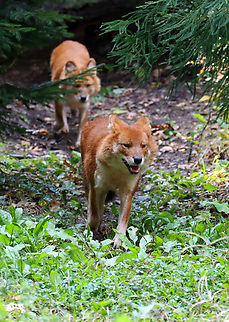 Dhole - Cuon alpinus My Mom has a dog that was rescued from Dead Dog Beach in Puerto Rico and it looks so similar to a dhole.

*Captive animals at The Bronx Zoo
https://www.jungledragon.com/image/155210/dhole_-_cuon_alpinus.html
https://www.jungledragon.com/image/155207/dhole_-_cuon_alpinus.html
https://www.jungledragon.com/image/155206/dhole_-_cuon_alpinus.html Cuon alpinus,Dhole,Fall,Geotagged,United States