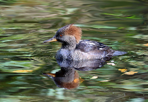 Hooded Merganser (Female) - Lophodytes cucullatus This small pond had lots of ducks, but none were part of any zoo exhibits. The water was really rough, but it make a cool effect for the photo.

Habitat: Pond at The Bronx Zoo
https://www.jungledragon.com/image/155209/hooded_merganser_male_-_lophodytes_cucullatus.html Fall,Geotagged,Hooded Merganser,Lophodytes,Lophodytes cucullatus,United States,bronx zoo,merganser