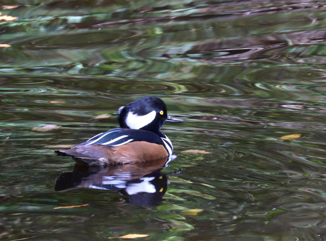Hooded Merganser (Male) - Lophodytes cucullatus This small pond had lots of ducks, but none were part of any zoo exhibits. <br />
<br />
Habitat: Pond at The Bronx Zoo<br />
<figure class="photo"><a href="https://www.jungledragon.com/image/155208/hooded_merganser_female_-_lophodytes_cucullatus.html" title="Hooded Merganser (Female) - Lophodytes cucullatus"><img src="https://s3.amazonaws.com/media.jungledragon.com/images/3232/155208_thumb.jpg?AWSAccessKeyId=05GMT0V3GWVNE7GGM1R2&Expires=1767225610&Signature=LkSZtVh7E9A%2BdBfv6ArRuXNTv5k%3D" width="200" height="138" alt="Hooded Merganser (Female) - Lophodytes cucullatus This small pond had lots of ducks, but none were part of any zoo exhibits. The water was really rough, but it make a cool effect for the photo.<br />
<br />
Habitat: Pond at The Bronx Zoo<br />
https://www.jungledragon.com/image/155209/hooded_merganser_male_-_lophodytes_cucullatus.html Fall,Geotagged,Hooded Merganser,Lophodytes,Lophodytes cucullatus,United States,bronx zoo,merganser" /></a></figure> Fall,Geotagged,Hooded Merganser,Lophodytes cucullatus,United States