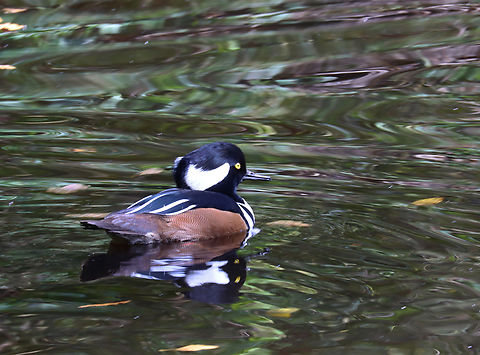Hooded Merganser (Male) - Lophodytes cucullatus This small pond had lots of ducks, but none were part of any zoo exhibits. 
Habitat: Pond at The Bronx Zoo
https://www.jungledragon.com/image/155208/hooded_merganser_female_-_lophodytes_cucullatus.html Fall,Geotagged,Hooded Merganser,Lophodytes cucullatus,United States