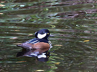 Hooded Merganser (Male) - Lophodytes cucullatus This small pond had lots of ducks, but none were part of any zoo exhibits. <br />
<br />
Habitat: Pond at The Bronx Zoo<br />
https://www.jungledragon.com/image/155208/hooded_merganser_female_-_lophodytes_cucullatus.html Fall,Geotagged,Hooded Merganser,Lophodytes cucullatus,United States