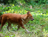 Dhole - Cuon alpinus These dogs were in constant motion, running around the edges of their enclosure.<br />
<br />
*Captive animals at The Bronx Zoo<br />
https://www.jungledragon.com/image/155210/dhole_-_cuon_alpinus.html<br />
https://www.jungledragon.com/image/155207/dhole_-_cuon_alpinus.html<br />
https://www.jungledragon.com/image/155206/dhole_-_cuon_alpinus.html Cuon,Cuon alpinus,Dhole,Fall,Geotagged,United States,bronx zoo,captive animal