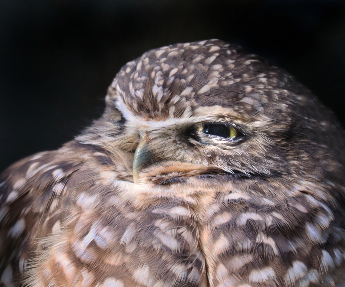 Burrowing owl - Athene cunicularia *Captive animal at The Bronx Zoo Athene,Athene cunicularia,Burrowing owl,Fall,Geotagged,United States,bronx zoo,captive animal,owl