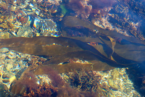 Oarweed - Laminaria digitata It was fairly huge.

https://vimeo.com/878790362

Habitat: Tide pools at low tide
https://www.jungledragon.com/image/155241/oarweed_-_laminaria_digitata.html Geotagged,Laminaria digitata,Oarweed,Spring,United States