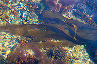 Oarweed - Laminaria digitata It was fairly huge.<br />
<br />
https://vimeo.com/878790362<br />
<br />
Habitat: Tide pools at low tide<br />
https://www.jungledragon.com/image/155241/oarweed_-_laminaria_digitata.html Geotagged,Laminaria digitata,Oarweed,Spring,United States