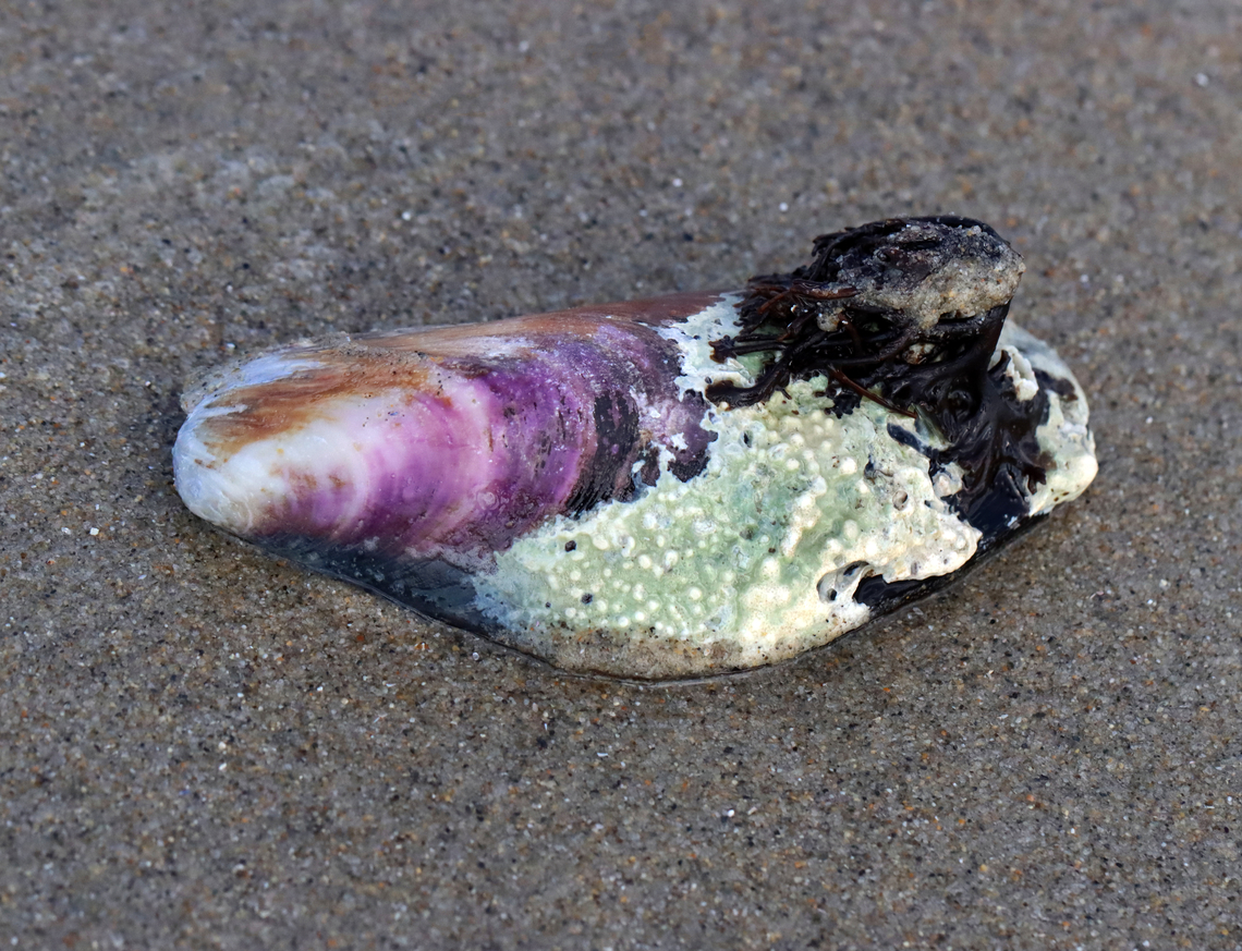 Northern Horse Mussel - Modiolus modiolus This mussel was so beautiful with algae and whatever else growing on it.<br />
<br />
Habitat: Washed up on the beach during low tide Geotagged,Modiolus modiolus,Spring,United States,bivalve,mollusc,mussel