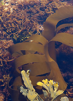 Oarweed - Laminaria digitata It was fairly huge.
https://vimeo.com/878790362
Habitat: Tide pools at low tide
https://www.jungledragon.com/image/155239/oarweed_-_laminaria_digitata.html Geotagged,Laminaria,Laminaria digitata,Oarweed,Spring,United States,algae,brown algae,oarweed,seaweed