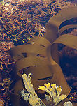 Oarweed - Laminaria digitata It was fairly huge.<br />
<br />
https://vimeo.com/878790362<br />
<br />
Habitat: Tide pools at low tide<br />
https://www.jungledragon.com/image/155239/oarweed_-_laminaria_digitata.html Geotagged,Laminaria,Laminaria digitata,Oarweed,Spring,United States,algae,brown algae,oarweed,seaweed