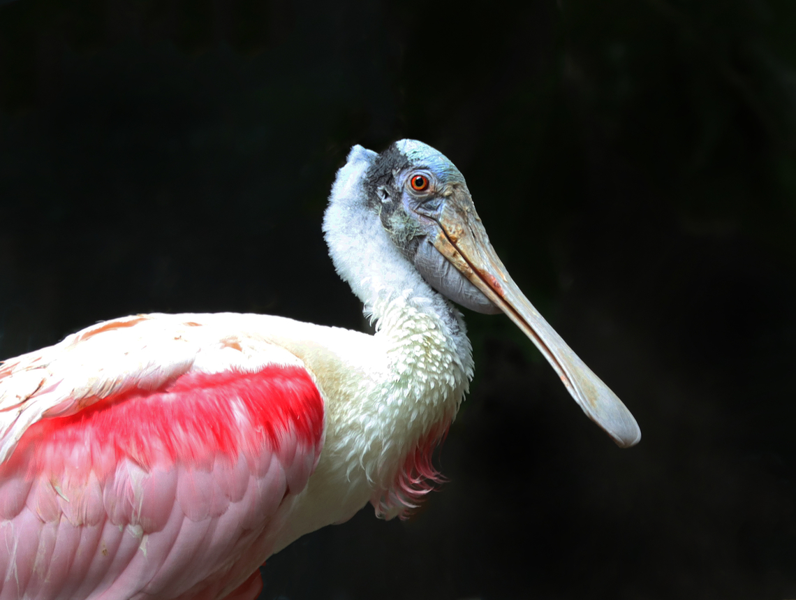 Roseate Spoonbill - Platalea ajaja *Captive animal at The Bronx Zoo Fall,Geotagged,Platalea,Platalea ajaja,Roseate Spoonbill,Spoonbill,United States,bronx zoo,captive animal