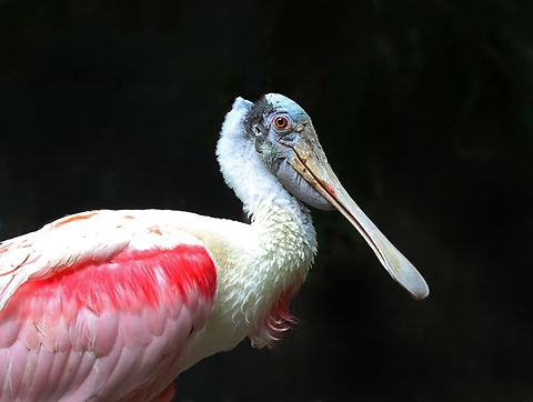 Roseate Spoonbill - Platalea ajaja *Captive animal at The Bronx Zoo Fall,Geotagged,Platalea,Platalea ajaja,Roseate Spoonbill,Spoonbill,United States,bronx zoo,captive animal