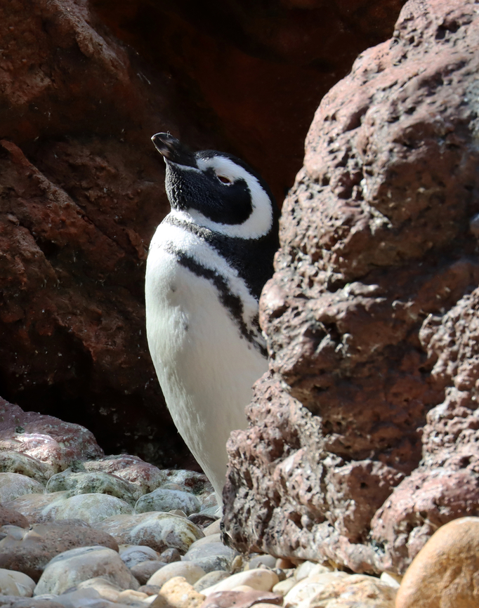 Magellanic penguin - Spheniscus magellanicus *Captive animal at The Bronx Zoo Fall,Geotagged,Magellanic penguin,Spheniscus,Spheniscus magellanicus,United States,bronx zoo,captive animal,penguin