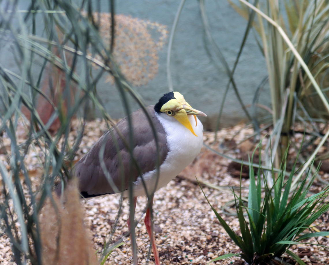 Masked lapwing - Vanellus miles Most of the time when I talk to animals, they look like they are trying to understand, lol. I find that with birds, they usually cock their heads at me when I talk to them, like this lapwing is doing. Fall,Geotagged,Masked lapwing,United States,Vanellus,Vanellus miles,bronx zoo,captive animal,lapwing,talking to birds