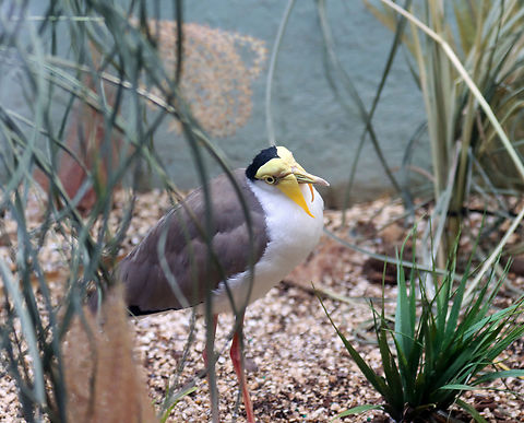 Masked lapwing - Vanellus miles Most of the time when I talk to animals, they look like they are trying to understand, lol. I find that with birds, they usually cock their heads at me when I talk to them, like this lapwing is doing. Fall,Geotagged,Masked lapwing,United States,Vanellus,Vanellus miles,bronx zoo,captive animal,lapwing,talking to birds