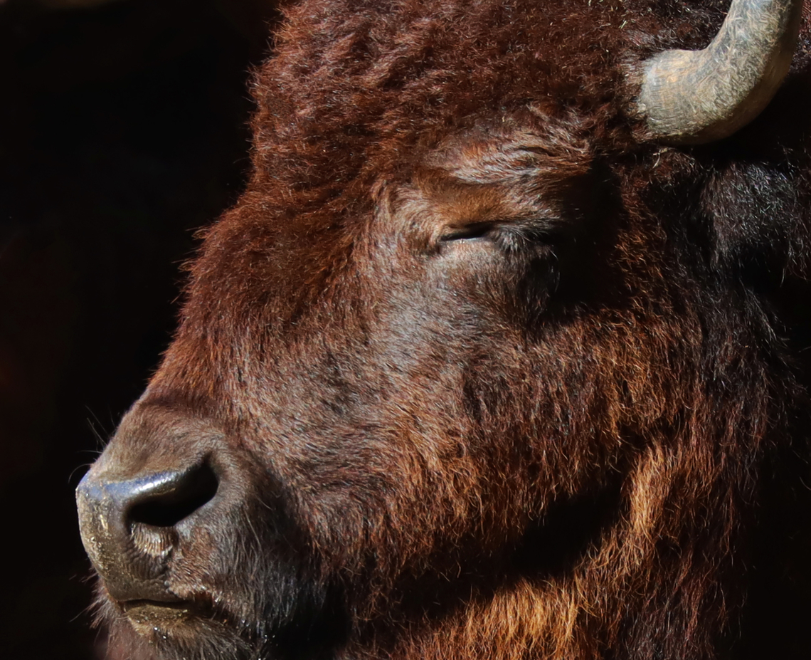 American Bison - Bison bison Sleepy bison.<br />
<br />
*Captive animal at The Bronx Zoo American bison,Bison bison,Fall,Geotagged,United States,bison,bronx zoo,captive animal