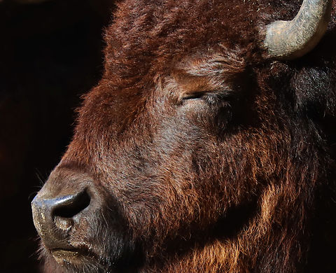 American Bison - Bison bison Sleepy bison.

*Captive animal at The Bronx Zoo American bison,Bison bison,Fall,Geotagged,United States,bison,bronx zoo,captive animal