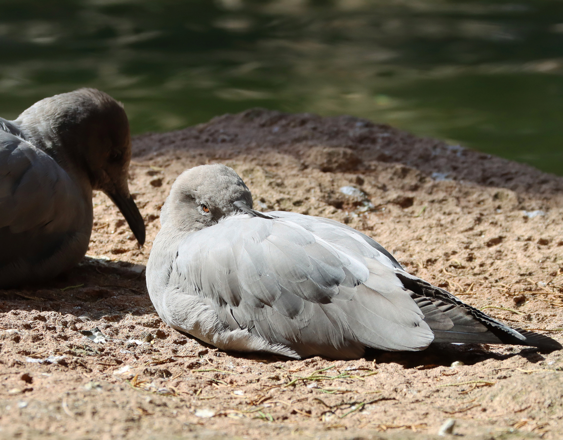 Grey gull - Leucophaeus modestus *Captive animals at The Bronx Zoo Fall,Geotagged,Grey gull,Leucophaeus,Leucophaeus modestus,United States,bronx zoo,captive animal,garuma gull,gray gull,gull