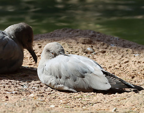 Grey gull - Leucophaeus modestus *Captive animals at The Bronx Zoo Fall,Geotagged,Grey gull,Leucophaeus,Leucophaeus modestus,United States,bronx zoo,captive animal,garuma gull,gray gull,gull
