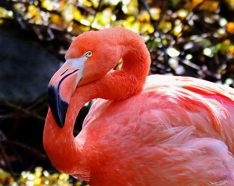 Flamingo - Phoenicopterus ruber  *Captive animal at The Bronx Zoo
When my older son was little, he called these 'flaming mingos', which is very fitting.
https://www.jungledragon.com/image/155298/flamingo_-_phoenicopterus_ruber.html American Flamingo,Fall,Geotagged,Phoenicopterus ruber,United States