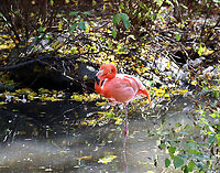 Flamingo - Phoenicopterus ruber *Captive animal at The Bronx Zoo<br />
<br />
When my older son was little, he called these 'flaming mingos', which is very fitting.<br />
<br />
https://www.jungledragon.com/image/155297/flamingo_-_phoenicopterus_ruber.html American Flamingo,Fall,Geotagged,Phoenicopterus,Phoenicopterus ruber,United States,bronx,captive animal,flamingo