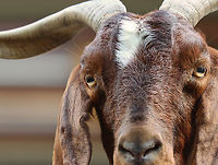 Goat - Capra aegagrus hircus I love goats. They are so friendly and curious. This one was no exception.<br />
<br />
Goats have rectangular-shaped pupils, which allows them to see potential predators approaching from their peripheral vision. <br />
<br />
*Captive animal at The Bronx Zoo<br />
https://www.jungledragon.com/image/154846/goat_-_capra_aegagrus_hircus.html Capra aegagrus,Capra aegagrus hircus,Domestic Goat,Fall,Geotagged,United States,bronx zoo,capra,captive animal,goat