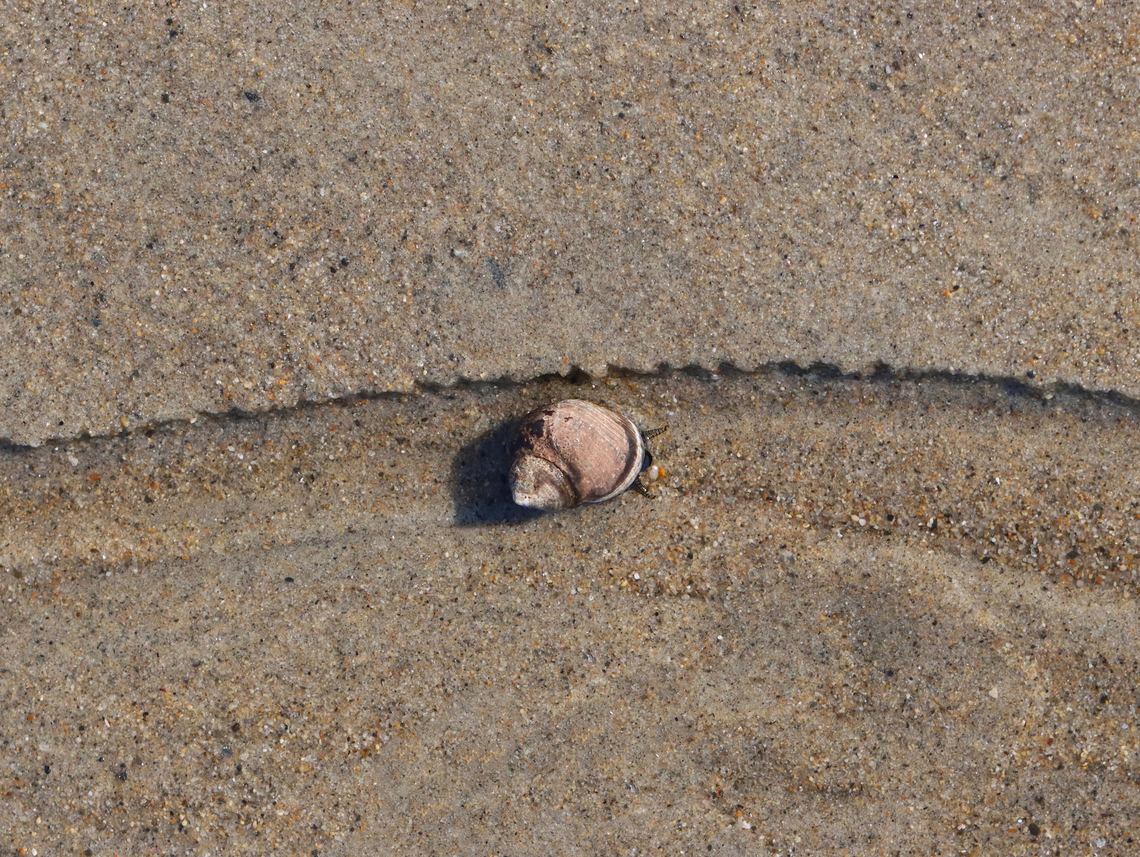 Common Periwinkle - Littorina littorea On the snail highway.<br />
<br />
Habitat: Beach during low tide<br />
<figure class="photo"><a href="https://www.jungledragon.com/image/155301/common_periwinkles_-_littorina_littorea.html" title="Common Periwinkles - Littorina littorea"><img src="https://s3.amazonaws.com/media.jungledragon.com/images/3232/155301_thumb.jpg?AWSAccessKeyId=05GMT0V3GWVNE7GGM1R2&Expires=1767225610&Signature=QfpXE8qqrlFGWH5QHDebcsO3TFA%3D" width="200" height="136" alt="Common Periwinkles - Littorina littorea Habitat: Beach during low tide<br />
https://www.jungledragon.com/image/155300/common_periwinkle_-_littorina_littorea.html Common periwinkle,Geotagged,Littorina littorea,Spring,United States" /></a></figure> Common periwinkle,Geotagged,Littorina,Littorina littorea,Spring,United States,periwinkle,snail