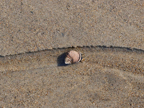 Common Periwinkle - Littorina littorea On the snail highway.

Habitat: Beach during low tide
https://www.jungledragon.com/image/155301/common_periwinkles_-_littorina_littorea.html Common periwinkle,Geotagged,Littorina,Littorina littorea,Spring,United States,periwinkle,snail