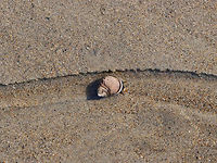 Common Periwinkle - Littorina littorea On the snail highway.<br />
<br />
Habitat: Beach during low tide<br />
https://www.jungledragon.com/image/155301/common_periwinkles_-_littorina_littorea.html Common periwinkle,Geotagged,Littorina,Littorina littorea,Spring,United States,periwinkle,snail