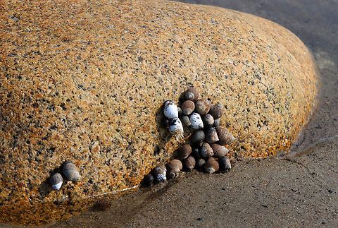 Common Periwinkles - Littorina littorea Habitat: Beach during low tide
https://www.jungledragon.com/image/155300/common_periwinkle_-_littorina_littorea.html Common periwinkle,Geotagged,Littorina littorea,Spring,United States