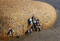 Common Periwinkles - Littorina littorea Habitat: Beach during low tide<br />
https://www.jungledragon.com/image/155300/common_periwinkle_-_littorina_littorea.html Common periwinkle,Geotagged,Littorina littorea,Spring,United States
