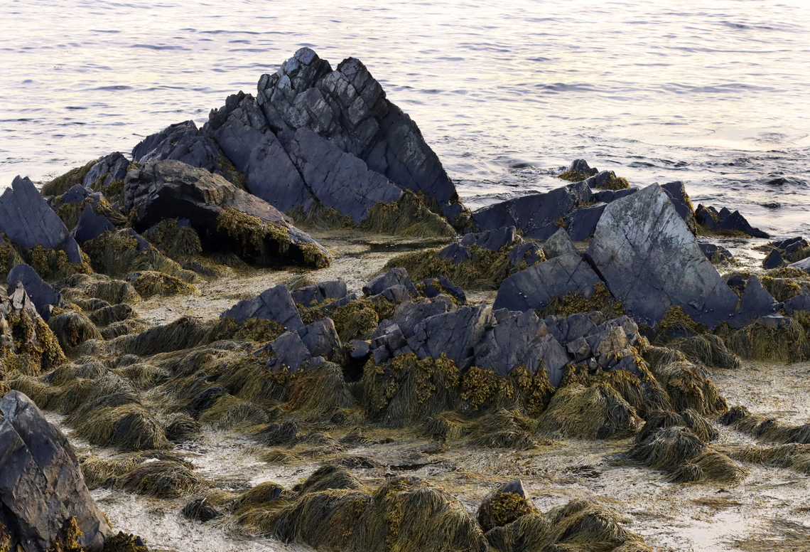 Tide Pools The Maine coast is very rocky, and this is what many of the tide pools look like during low tide. It can be very slippery to wade around in them, but they are teeming with creatures.<br />
<br />
Habitat: Tide pools at low tide; Maine coast Geotagged,Spring,United States,maine,maine coast,tide pools