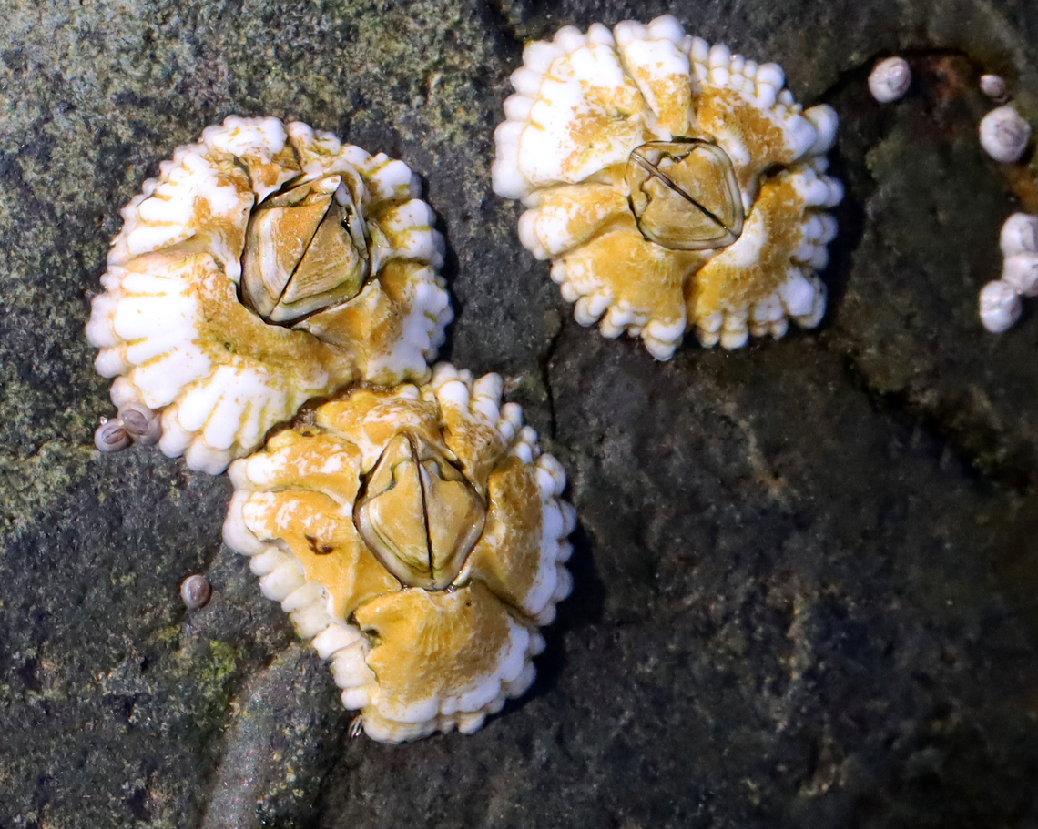 Barnacles - Semibalanus balanoides Habitat: Encrusting rocks on the beach during low tide<br />
<figure class="photo"><a href="https://www.jungledragon.com/image/155314/barnacles_-_semibalanus_balanoides.html" title="Barnacles - Semibalanus balanoides"><img src="https://s3.amazonaws.com/media.jungledragon.com/images/3232/155314_thumb.jpg?AWSAccessKeyId=05GMT0V3GWVNE7GGM1R2&Expires=1767225610&Signature=iFnHkoes%2B3BA%2Betpg%2BQKmQbKahU%3D" width="200" height="160" alt="Barnacles - Semibalanus balanoides Habitat: Encrusting rocks on the beach during low tide<br />
https://www.jungledragon.com/image/155314/barnacles_-_semibalanus_balanoides.html<br />
https://www.jungledragon.com/image/155317/barnacles_-_semibalanus_balanoides.html<br />
https://www.jungledragon.com/image/155316/barnacles_-_semibalanus_balanoides.html<br />
https://www.jungledragon.com/image/155315/barnacles_-_semibalanus_balanoides.html Geotagged,Northern Rock Barnacle,Semibalanus balanoides,Spring,United States" /></a></figure><br />
<figure class="photo"><a href="https://www.jungledragon.com/image/155317/barnacles_-_semibalanus_balanoides.html" title="Barnacles - Semibalanus balanoides"><img src="https://s3.amazonaws.com/media.jungledragon.com/images/3232/155317_thumb.jpg?AWSAccessKeyId=05GMT0V3GWVNE7GGM1R2&Expires=1767225610&Signature=uOw6CT6yawzHgrT7sA1n%2BXP3c9Q%3D" width="200" height="146" alt="Barnacles - Semibalanus balanoides Habitat: Encrusting rocks on the beach during low tide<br />
https://www.jungledragon.com/image/155314/barnacles_-_semibalanus_balanoides.html<br />
https://www.jungledragon.com/image/155317/barnacles_-_semibalanus_balanoides.html<br />
https://www.jungledragon.com/image/155316/barnacles_-_semibalanus_balanoides.html<br />
https://www.jungledragon.com/image/155315/barnacles_-_semibalanus_balanoides.html Geotagged,Northern Rock Barnacle,Semibalanus balanoides,Spring,United States,barnacles,semibalanus" /></a></figure><br />
<figure class="photo"><a href="https://www.jungledragon.com/image/155316/barnacles_-_semibalanus_balanoides.html" title="Barnacles - Semibalanus balanoides"><img src="https://s3.amazonaws.com/media.jungledragon.com/images/3232/155316_thumb.jpg?AWSAccessKeyId=05GMT0V3GWVNE7GGM1R2&Expires=1767225610&Signature=3%2FNeffOeFqcq6y2Ux6q%2FRy4d5EY%3D" width="200" height="144" alt="Barnacles - Semibalanus balanoides Habitat: Encrusting rocks on the beach during low tide<br />
https://www.jungledragon.com/image/155314/barnacles_-_semibalanus_balanoides.html<br />
https://www.jungledragon.com/image/155317/barnacles_-_semibalanus_balanoides.html<br />
https://www.jungledragon.com/image/155316/barnacles_-_semibalanus_balanoides.html<br />
https://www.jungledragon.com/image/155315/barnacles_-_semibalanus_balanoides.html Geotagged,Northern Rock Barnacle,Semibalanus balanoides,Spring,United States" /></a></figure><br />
<figure class="photo"><a href="https://www.jungledragon.com/image/155315/barnacles_-_semibalanus_balanoides.html" title="Barnacles - Semibalanus balanoides"><img src="https://s3.amazonaws.com/media.jungledragon.com/images/3232/155315_thumb.jpg?AWSAccessKeyId=05GMT0V3GWVNE7GGM1R2&Expires=1767225610&Signature=D7ZL8vS7gyY8lIghEjDJimUDmhk%3D" width="200" height="134" alt="Barnacles - Semibalanus balanoides Habitat: Encrusting rocks on the beach during low tide<br />
https://www.jungledragon.com/image/155314/barnacles_-_semibalanus_balanoides.html<br />
https://www.jungledragon.com/image/155317/barnacles_-_semibalanus_balanoides.html<br />
https://www.jungledragon.com/image/155316/barnacles_-_semibalanus_balanoides.html<br />
https://www.jungledragon.com/image/155315/barnacles_-_semibalanus_balanoides.html Geotagged,Northern Rock Barnacle,Semibalanus balanoides,Spring,United States" /></a></figure> Geotagged,Northern Rock Barnacle,Semibalanus balanoides,Spring,United States