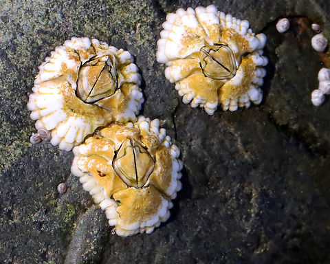 Barnacles - Semibalanus balanoides Habitat: Encrusting rocks on the beach during low tide
https://www.jungledragon.com/image/155314/barnacles_-_semibalanus_balanoides.html
https://www.jungledragon.com/image/155317/barnacles_-_semibalanus_balanoides.html
https://www.jungledragon.com/image/155316/barnacles_-_semibalanus_balanoides.html
https://www.jungledragon.com/image/155315/barnacles_-_semibalanus_balanoides.html Geotagged,Northern Rock Barnacle,Semibalanus balanoides,Spring,United States