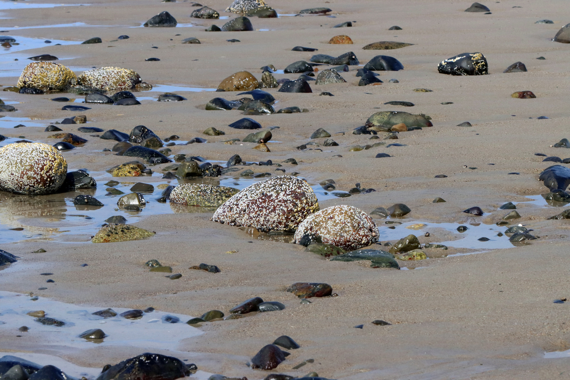 Barnacles - Semibalanus balanoides Habitat: Encrusting rocks on the beach during low tide<br />
<figure class="photo"><a href="https://www.jungledragon.com/image/155314/barnacles_-_semibalanus_balanoides.html" title="Barnacles - Semibalanus balanoides"><img src="https://s3.amazonaws.com/media.jungledragon.com/images/3232/155314_thumb.jpg?AWSAccessKeyId=05GMT0V3GWVNE7GGM1R2&Expires=1759968010&Signature=M6oYuUNw14knFHSlAiAAXp4T4ac%3D" width="200" height="160" alt="Barnacles - Semibalanus balanoides Habitat: Encrusting rocks on the beach during low tide<br />
https://www.jungledragon.com/image/155314/barnacles_-_semibalanus_balanoides.html<br />
https://www.jungledragon.com/image/155317/barnacles_-_semibalanus_balanoides.html<br />
https://www.jungledragon.com/image/155316/barnacles_-_semibalanus_balanoides.html<br />
https://www.jungledragon.com/image/155315/barnacles_-_semibalanus_balanoides.html Geotagged,Northern Rock Barnacle,Semibalanus balanoides,Spring,United States" /></a></figure><br />
<figure class="photo"><a href="https://www.jungledragon.com/image/155317/barnacles_-_semibalanus_balanoides.html" title="Barnacles - Semibalanus balanoides"><img src="https://s3.amazonaws.com/media.jungledragon.com/images/3232/155317_thumb.jpg?AWSAccessKeyId=05GMT0V3GWVNE7GGM1R2&Expires=1759968010&Signature=2rTOUe51NXkpUXMi%2BO47yfxHFBE%3D" width="200" height="146" alt="Barnacles - Semibalanus balanoides Habitat: Encrusting rocks on the beach during low tide<br />
https://www.jungledragon.com/image/155314/barnacles_-_semibalanus_balanoides.html<br />
https://www.jungledragon.com/image/155317/barnacles_-_semibalanus_balanoides.html<br />
https://www.jungledragon.com/image/155316/barnacles_-_semibalanus_balanoides.html<br />
https://www.jungledragon.com/image/155315/barnacles_-_semibalanus_balanoides.html Geotagged,Northern Rock Barnacle,Semibalanus balanoides,Spring,United States,barnacles,semibalanus" /></a></figure><br />
<figure class="photo"><a href="https://www.jungledragon.com/image/155316/barnacles_-_semibalanus_balanoides.html" title="Barnacles - Semibalanus balanoides"><img src="https://s3.amazonaws.com/media.jungledragon.com/images/3232/155316_thumb.jpg?AWSAccessKeyId=05GMT0V3GWVNE7GGM1R2&Expires=1759968010&Signature=D0445F%2FQoWhv1PrdV4kGpUX561E%3D" width="200" height="144" alt="Barnacles - Semibalanus balanoides Habitat: Encrusting rocks on the beach during low tide<br />
https://www.jungledragon.com/image/155314/barnacles_-_semibalanus_balanoides.html<br />
https://www.jungledragon.com/image/155317/barnacles_-_semibalanus_balanoides.html<br />
https://www.jungledragon.com/image/155316/barnacles_-_semibalanus_balanoides.html<br />
https://www.jungledragon.com/image/155315/barnacles_-_semibalanus_balanoides.html Geotagged,Northern Rock Barnacle,Semibalanus balanoides,Spring,United States" /></a></figure><br />
<figure class="photo"><a href="https://www.jungledragon.com/image/155315/barnacles_-_semibalanus_balanoides.html" title="Barnacles - Semibalanus balanoides"><img src="https://s3.amazonaws.com/media.jungledragon.com/images/3232/155315_thumb.jpg?AWSAccessKeyId=05GMT0V3GWVNE7GGM1R2&Expires=1759968010&Signature=ZofT8vD4prSGfWH1WdKjhYLZKj0%3D" width="200" height="134" alt="Barnacles - Semibalanus balanoides Habitat: Encrusting rocks on the beach during low tide<br />
https://www.jungledragon.com/image/155314/barnacles_-_semibalanus_balanoides.html<br />
https://www.jungledragon.com/image/155317/barnacles_-_semibalanus_balanoides.html<br />
https://www.jungledragon.com/image/155316/barnacles_-_semibalanus_balanoides.html<br />
https://www.jungledragon.com/image/155315/barnacles_-_semibalanus_balanoides.html Geotagged,Northern Rock Barnacle,Semibalanus balanoides,Spring,United States" /></a></figure> Geotagged,Northern Rock Barnacle,Semibalanus balanoides,Spring,United States