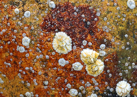 Barnacles - Semibalanus balanoides Habitat: Encrusting rocks on the beach during low tide
https://www.jungledragon.com/image/155314/barnacles_-_semibalanus_balanoides.html
https://www.jungledragon.com/image/155317/barnacles_-_semibalanus_balanoides.html
https://www.jungledragon.com/image/155316/barnacles_-_semibalanus_balanoides.html
https://www.jungledragon.com/image/155315/barnacles_-_semibalanus_balanoides.html Geotagged,Northern Rock Barnacle,Semibalanus balanoides,Spring,United States