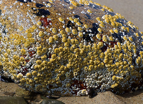 Barnacles - Semibalanus balanoides Habitat: Encrusting rocks on the beach during low tide
https://www.jungledragon.com/image/155314/barnacles_-_semibalanus_balanoides.html
https://www.jungledragon.com/image/155317/barnacles_-_semibalanus_balanoides.html
https://www.jungledragon.com/image/155316/barnacles_-_semibalanus_balanoides.html
https://www.jungledragon.com/image/155315/barnacles_-_semibalanus_balanoides.html Geotagged,Northern Rock Barnacle,Semibalanus balanoides,Spring,United States,barnacles,semibalanus