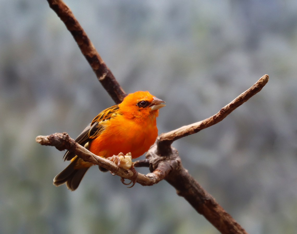 Red Fody - Foudia madagascariensis *Captive animal at The Bronx Zoo Fall,Foudia madagascariensis,Geotagged,Red Fody,United States,bronx zoo,captive animal,fody,foudia