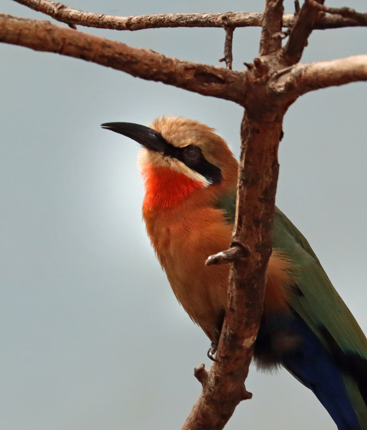 White-fronted bee-eater - Merops bullockoides *Captive animal at The Bronx Zoo Fall,Geotagged,Merops,Merops bullockoides,United States,White-fronted bee-eater,bee-eater,bronx,captive animal