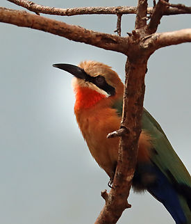 White-fronted bee-eater - Merops bullockoides *Captive animal at The Bronx Zoo Fall,Geotagged,Merops,Merops bullockoides,United States,White-fronted bee-eater,bee-eater,bronx,captive animal