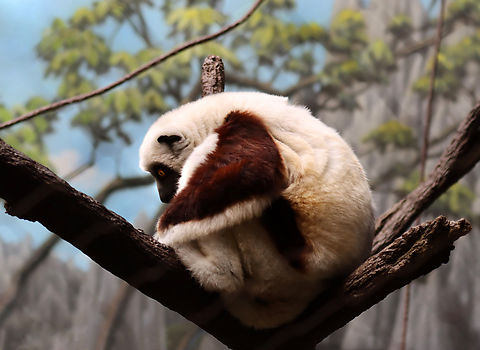 Coquerel's Sifaka - Propithecus coquereli *Captive animal at The Bronx Zoo Coquerel's Sifaka,Fall,Geotagged,Propithecus coquereli,United States,bronx zoo,captive animal,sifaka