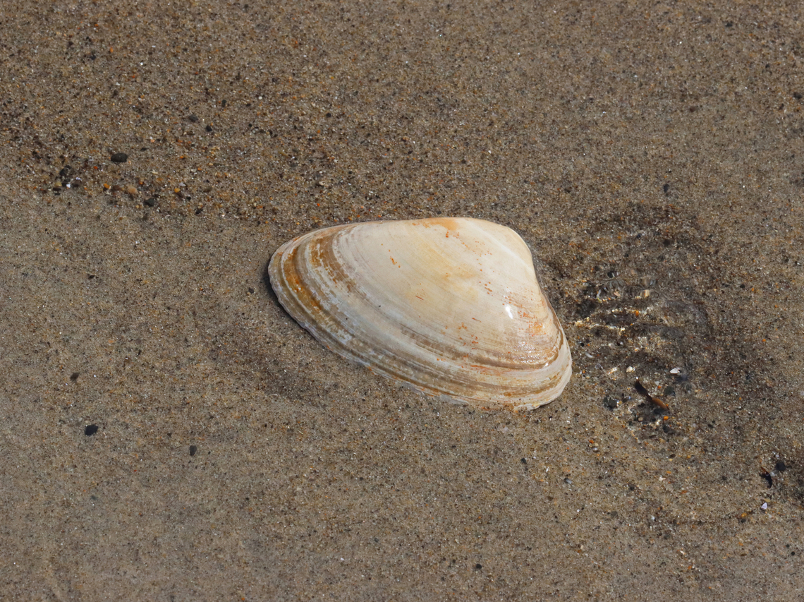 Atlantic surf clam - Spisula solidissima Washed up on the beach during low tide. Atlantic surf clam,Geotagged,Spisula solidissima,Spring,United States,clam,spisula
