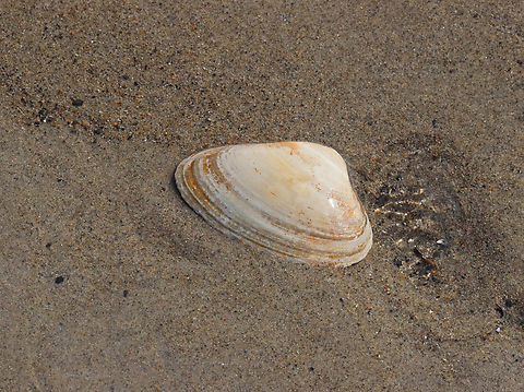 Atlantic surf clam - Spisula solidissima Washed up on the beach during low tide. Atlantic surf clam,Geotagged,Spisula solidissima,Spring,United States,clam,spisula