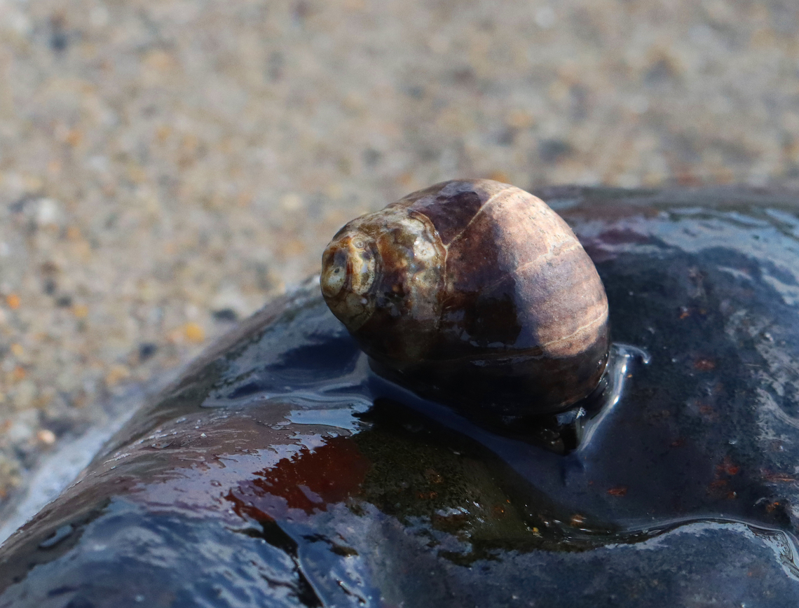 Periwinkle - Littorina littorea The spire was worn away and the body smoothed, I&#039;m guessing by abrasion from sand and water over time.<br />
<br />
Habitat: Exposed on rocks during low tide<br />
<figure class="photo"><a href="https://www.jungledragon.com/image/155330/periwinkle_-_littorina_littorea.html" title="Periwinkle - Littorina littorea"><img src="https://s3.amazonaws.com/media.jungledragon.com/images/3232/155330_thumb.jpg?AWSAccessKeyId=05GMT0V3GWVNE7GGM1R2&Expires=1767225610&Signature=%2BeyagQ%2Bs2hqkOatVo2%2FuspLFoNk%3D" width="200" height="158" alt="Periwinkle - Littorina littorea The spire was worn away and the body smoothed, I&#039;m guessing by abrasion from sand and water over time.<br />
<br />
Habitat: Exposed on rocks during low tide<br />
https://www.jungledragon.com/image/155328/periwinkle_-_littorina_littorea.html Common periwinkle,Geotagged,Littorina,Littorina littorea,Spring,United States,periwinkle,snail" /></a></figure> Common periwinkle,Geotagged,Littorina littorea,Spring,United States
