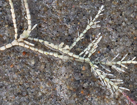 Calcareous Red Seaweed - Corallina officinalis Believe it or not, this is red seaweed. It's usually red (as you can see from the red in the lower right), but gets bleached. I always think of it as 'sea bones'.

Habitat: Washed up on beach during low tide Common Coralline,Corallina,Corallina officinalis,Geotagged,Spring,United States,algae,red seaweed