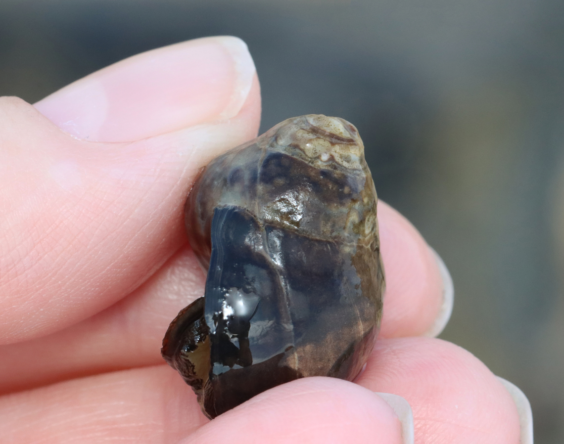 Periwinkle - Littorina littorea The spire was worn away and the body smoothed, I&#039;m guessing by abrasion from sand and water over time.<br />
<br />
Habitat: Exposed on rocks during low tide<br />
<figure class="photo"><a href="https://www.jungledragon.com/image/155328/periwinkle_-_littorina_littorea.html" title="Periwinkle - Littorina littorea"><img src="https://s3.amazonaws.com/media.jungledragon.com/images/3232/155328_thumb.jpg?AWSAccessKeyId=05GMT0V3GWVNE7GGM1R2&Expires=1759968010&Signature=86No3hQ7JC1cTo%2FYFvcJwes3i4A%3D" width="200" height="154" alt="Periwinkle - Littorina littorea The spire was worn away and the body smoothed, I&#039;m guessing by abrasion from sand and water over time.<br />
<br />
Habitat: Exposed on rocks during low tide<br />
https://www.jungledragon.com/image/155330/periwinkle_-_littorina_littorea.html Common periwinkle,Geotagged,Littorina littorea,Spring,United States" /></a></figure> Common periwinkle,Geotagged,Littorina,Littorina littorea,Spring,United States,periwinkle,snail