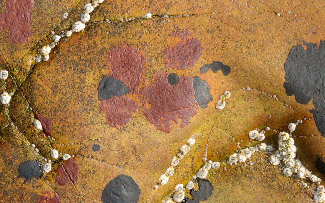 Red Algae on Intertidal Rocks The black spots are cyanobacteria (Calothrix sp.), but I am interested in learning what the red spots are...I think they might be some kind of algae? Maybe Hildenbrandia sp.?<br />
<br />
Habitat: Rocks in the intertidal zone Geotagged,Spring,United States,algae,calothrix,cyanobacteria