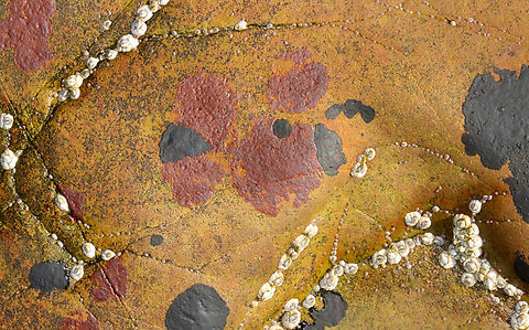 Red Algae on Intertidal Rocks The black spots are cyanobacteria (Calothrix sp.), but I am interested in learning what the red spots are...I think they might be some kind of algae? Maybe Hildenbrandia sp.?

Habitat: Rocks in the intertidal zone Geotagged,Spring,United States,algae,calothrix,cyanobacteria